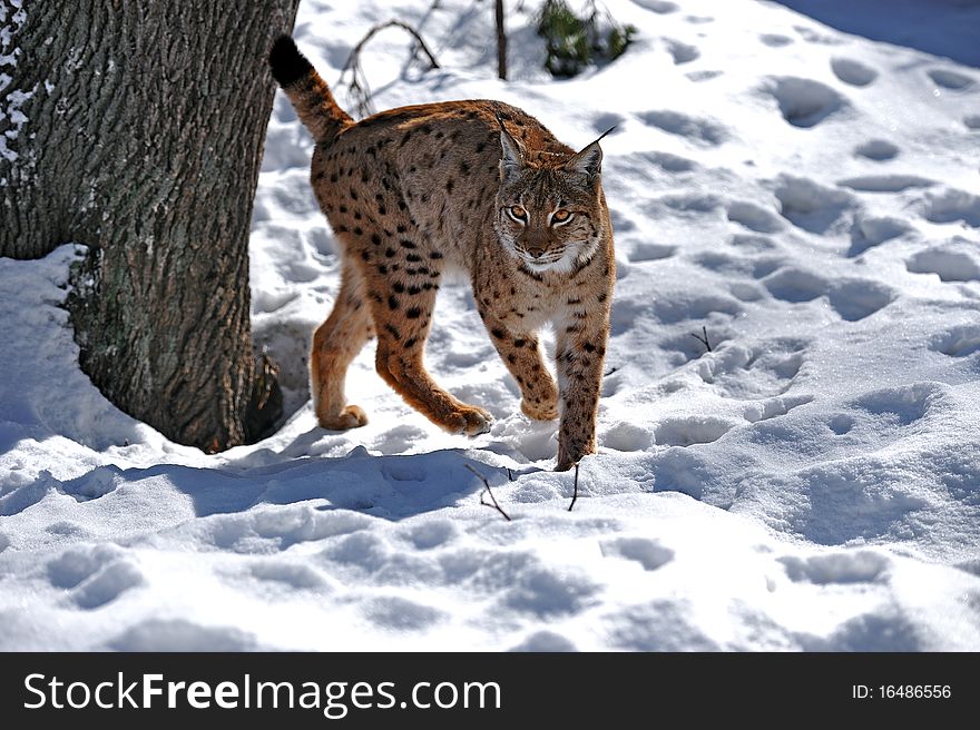 Wild Lynx is in the natural environment of dwelling