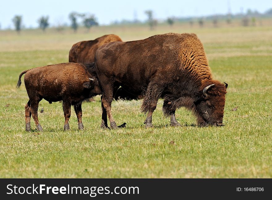 American Bison on a steppe pasture