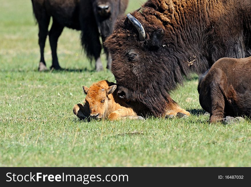 American Bison on a steppe pasture