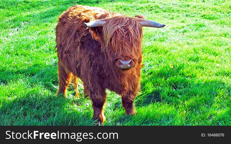 Shaggy-haired Highland cow on a lush meadow. Shaggy-haired Highland cow on a lush meadow