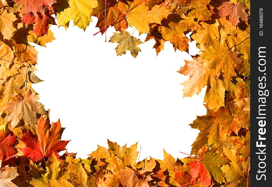 The frame of the autumn colored maple leaves with white background inside. The frame of the autumn colored maple leaves with white background inside.