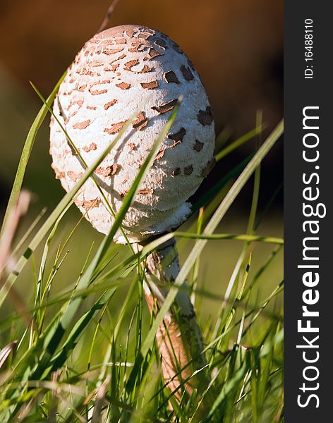 Closed Umbrella Mushroom In The Grass