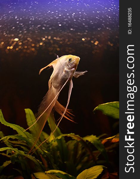 Aquarium fish shows off before a photocamera. Aquarium fish shows off before a photocamera