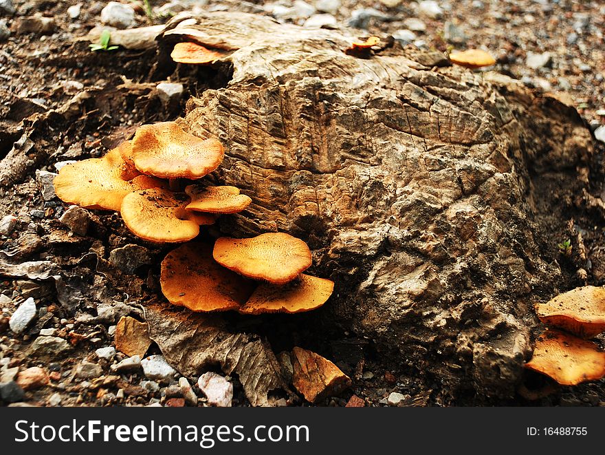 Orange mushroom grow from tree stump on earth