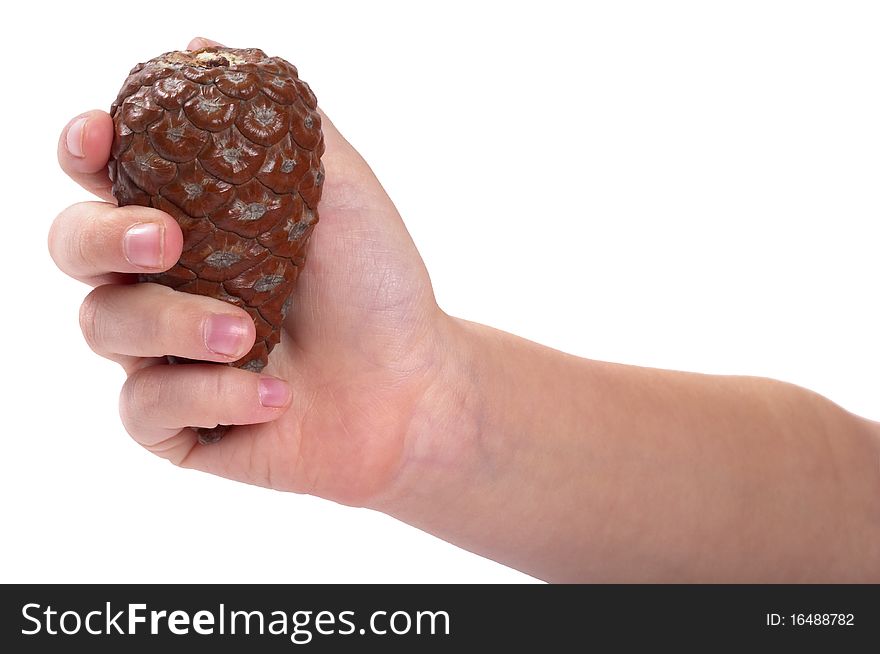 Brown pine cone in the hand isolated over white background. Brown pine cone in the hand isolated over white background