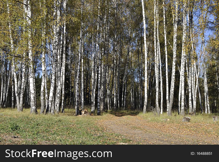 Birch forest with dirt road on sunny autumn day. Birch forest with dirt road on sunny autumn day