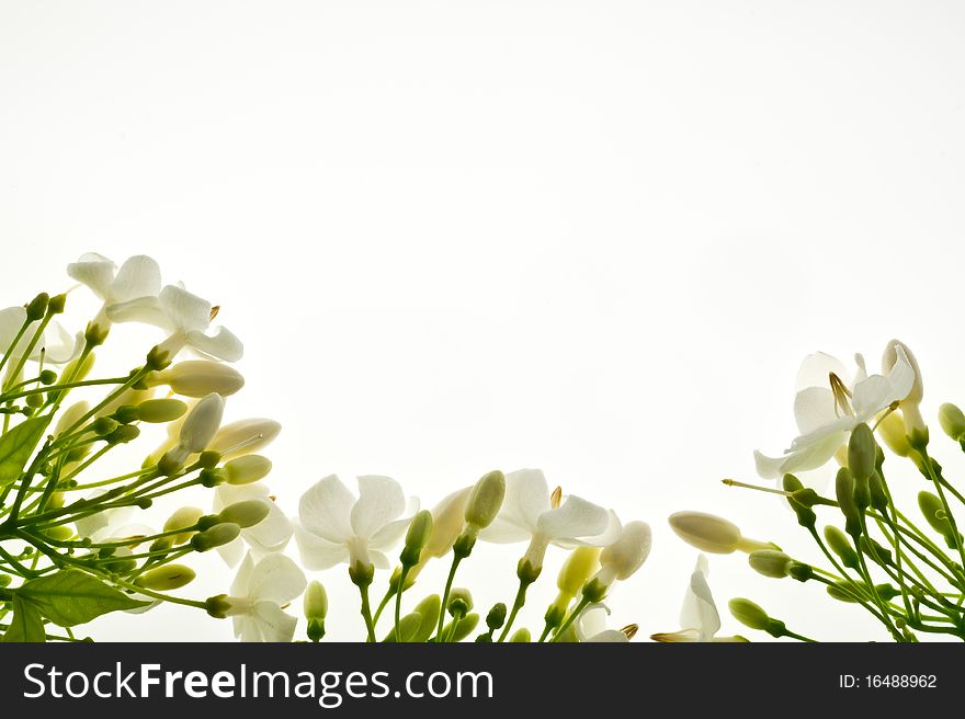 Flower frame on white background