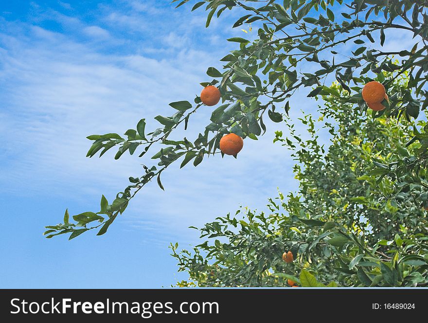 Ripe tangerines on a tree. Ripe tangerines on a tree