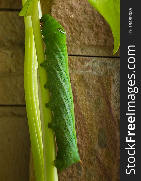 A green leaf worm resting on a branch. A green leaf worm resting on a branch