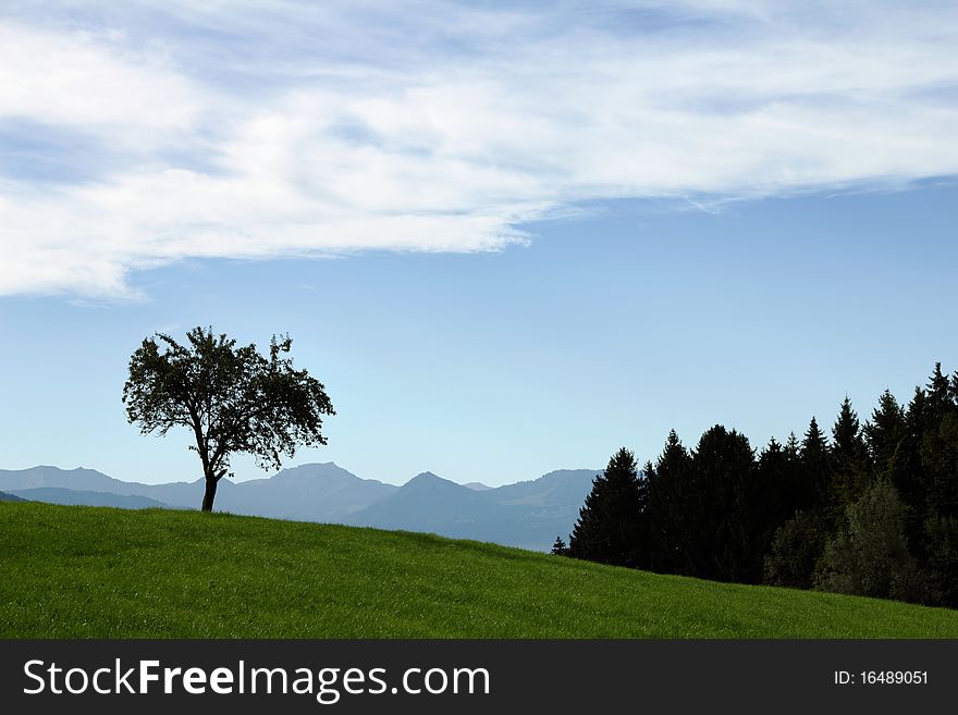 Tree in front of the blue mountains in the background, summer landscape. An impressive panorama in clear air and alpine scenery. Tree in front of the blue mountains in the background, summer landscape. An impressive panorama in clear air and alpine scenery.