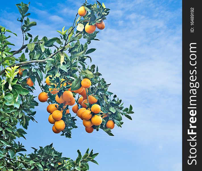 Branch with ripe oranges