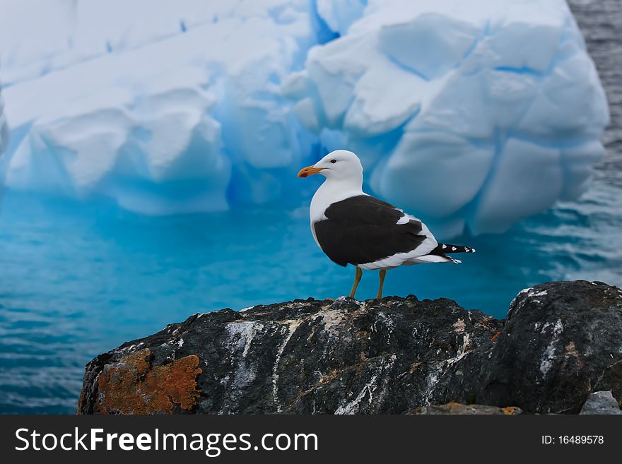 A Bird On A Rocks