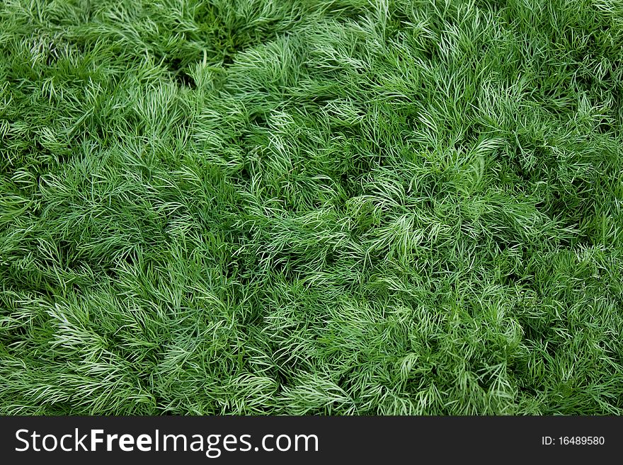 Plantation of young green dill (close up, background). Plantation of young green dill (close up, background)