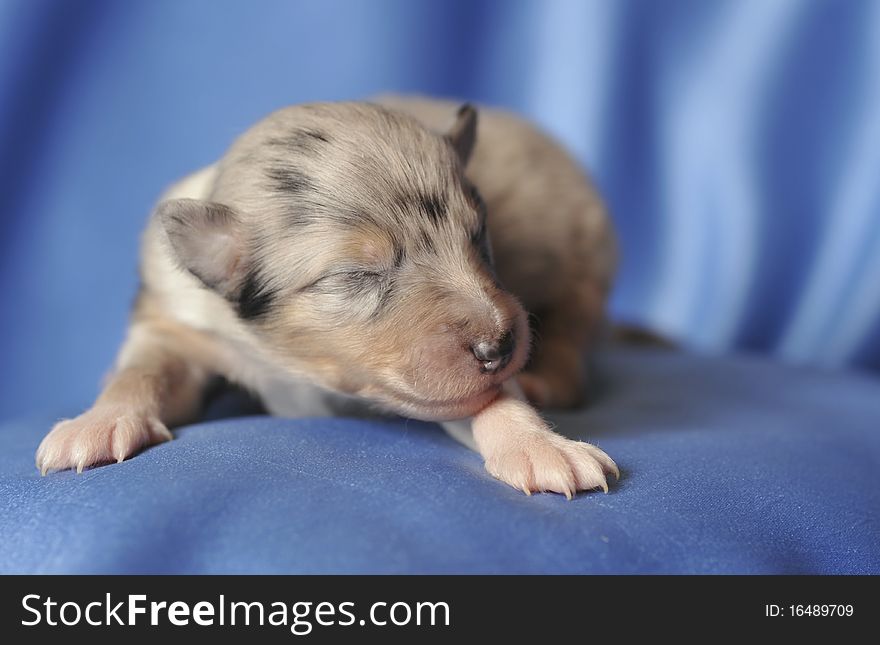 blind puppy - Rouhg Collie