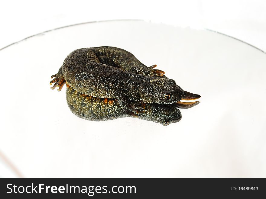 Carpathian newt on a mirror on a white background close-up,