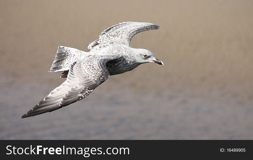 A Brown Speckled Seagull Flying above a Coastal Beach. A Brown Speckled Seagull Flying above a Coastal Beach.