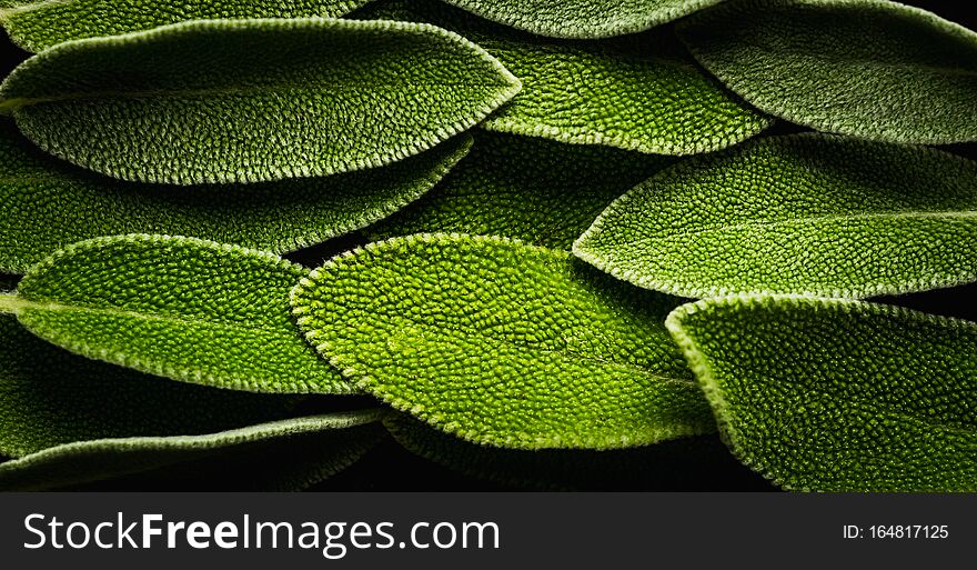 Fresh Green Sage Leaves On The Rustic Background