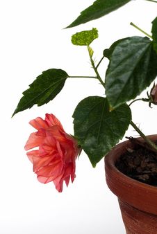 Hibiscus In Pot Isolated Stock Photography Hibiscus In Pot Isolated Stock Photography