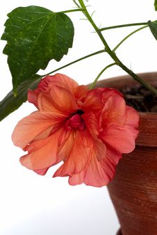 Open Hibiscus In Pot Isolated Stock Image Open Hibiscus In Pot Isolated Stock Image