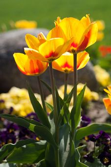 Yellow Red Tulips Stock Photo Yellow Red Tulips Stock Photo