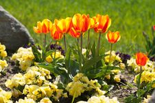 Yellow Red Tulips Stock Photos Yellow Red Tulips Stock Photos