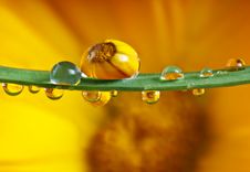 Pot Marigold Inside Dew Drops Stock Photo Pot Marigold Inside Dew Drops Stock Photo