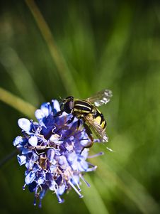 Wasp Stock Images Wasp Stock Images