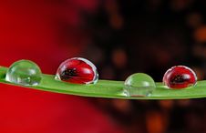 Water Drops On Grass Blade Royalty Free Stock Image Water Drops On Grass Blade Royalty Free Stock Image