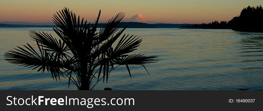 A silhouetted palm tree in front of Mount Rainier. A silhouetted palm tree in front of Mount Rainier
