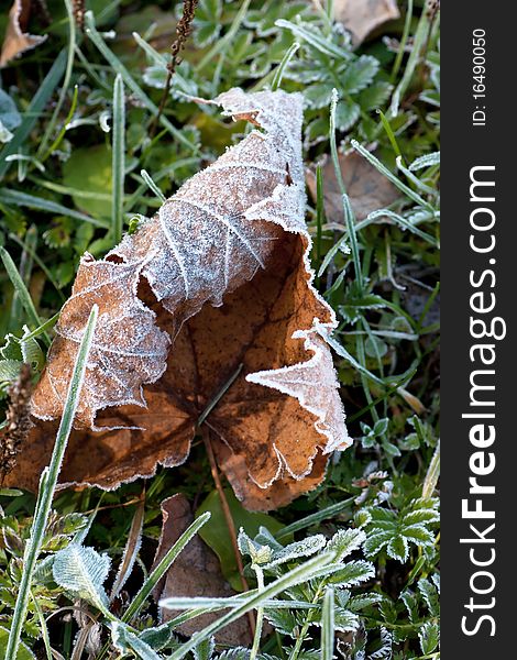 Macro view of frozen maple leaf in the november morning. Macro view of frozen maple leaf in the november morning.