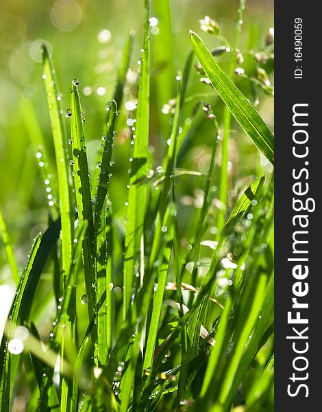 Closeup view of fresh green grass with drops in the morning. Closeup view of fresh green grass with drops in the morning.