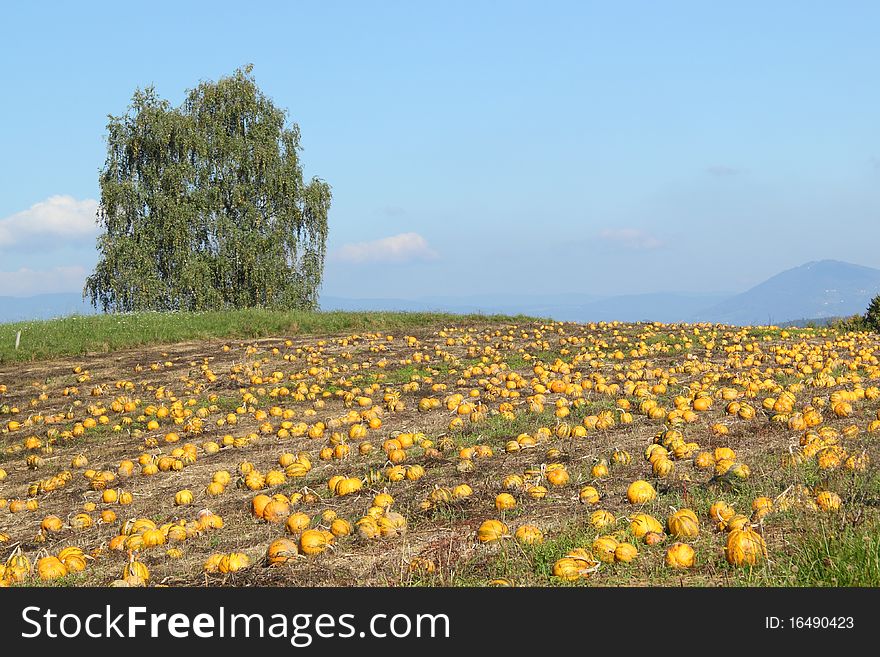 View of a pumpkin patch in October