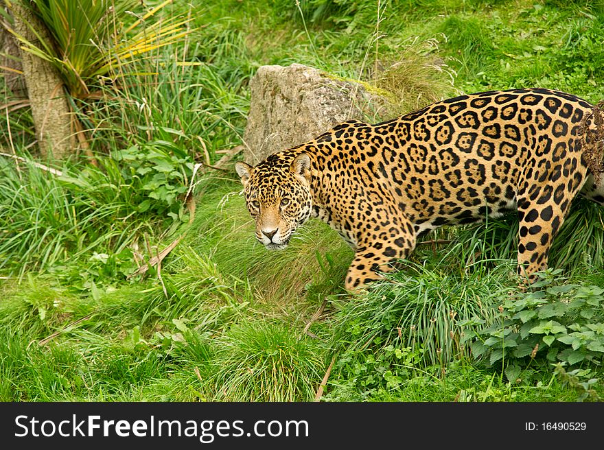 Jaguar with his environment as copy space.