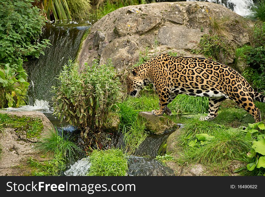 Jaguar with his environment as copy space.