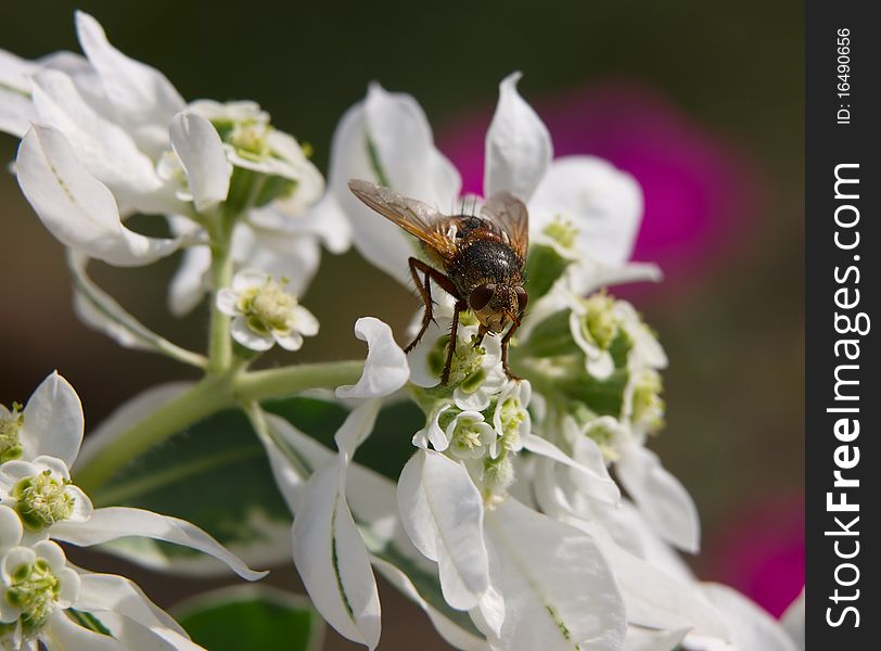 White flower and hoverfly closeup shallow dof. White flower and hoverfly closeup shallow dof