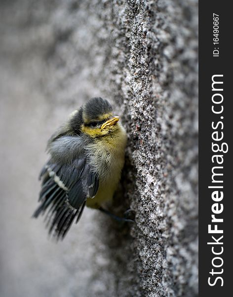 Small tit bird holding the wall; shallow depth of field