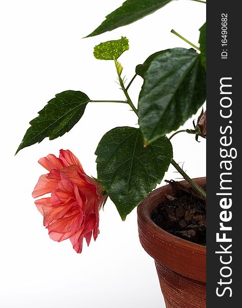 Hibiscus In Pot Isolated