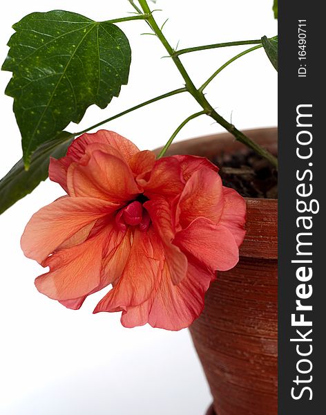 Open hibiscus in pot isolated