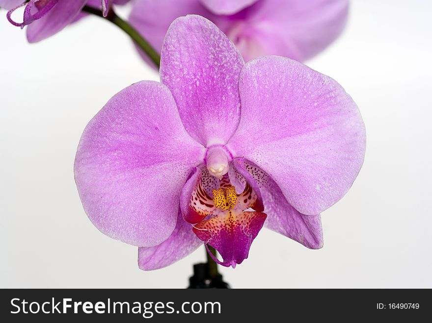 Wide open orchid isolated on gray