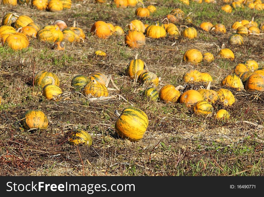 View of a pumpkin patch in October