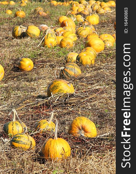 View of a pumpkin patch in October