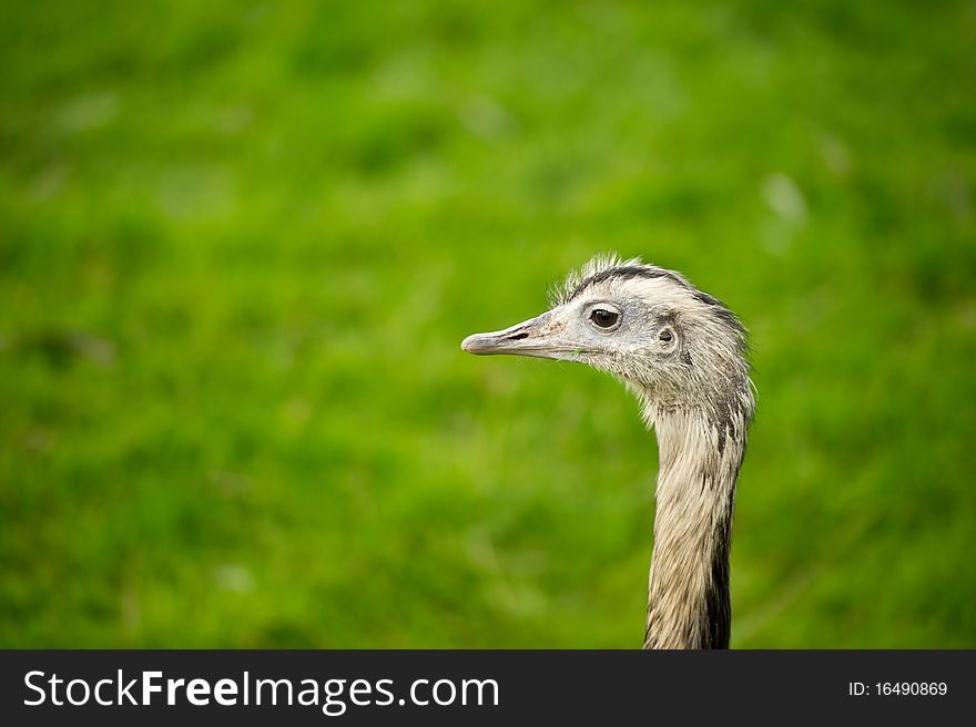 Emu head shot looking to the left with copy space and selective focus