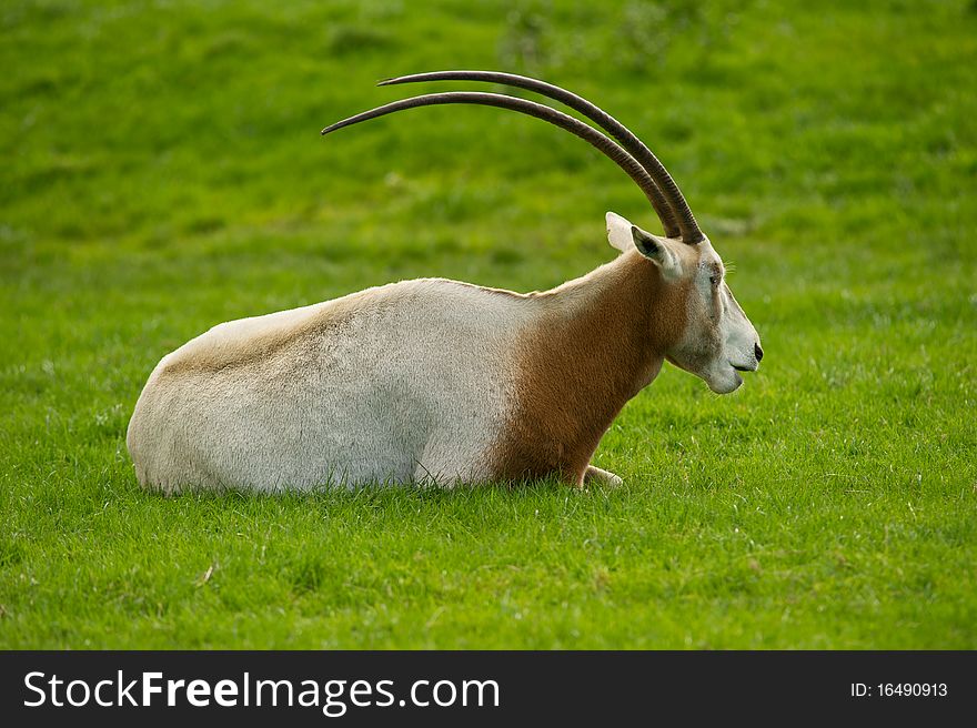 Scimitar-Horned Oryx grazing in field with copy space.