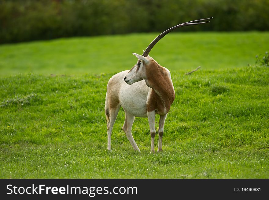 Scimitar-Horned Oryx grazing in field with copy space.