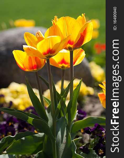 Yellow red tulips in garden;
Shallow depth of field;