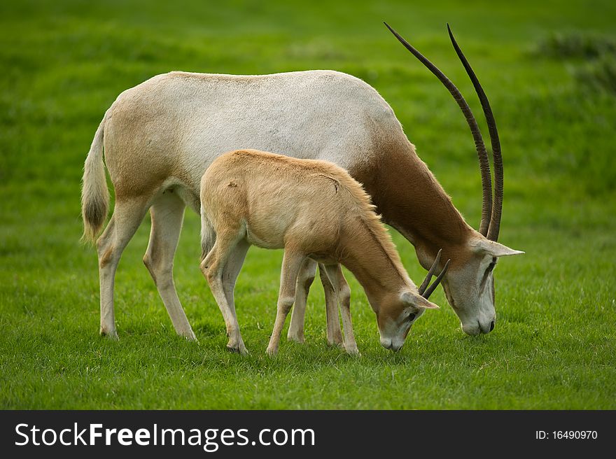 Scimitar-Horned Oryx grazing in field with copy space.