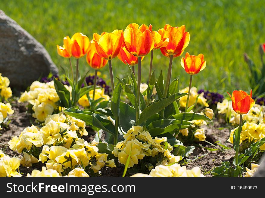 Yellow red tulips in garden; Shallow depth of field;