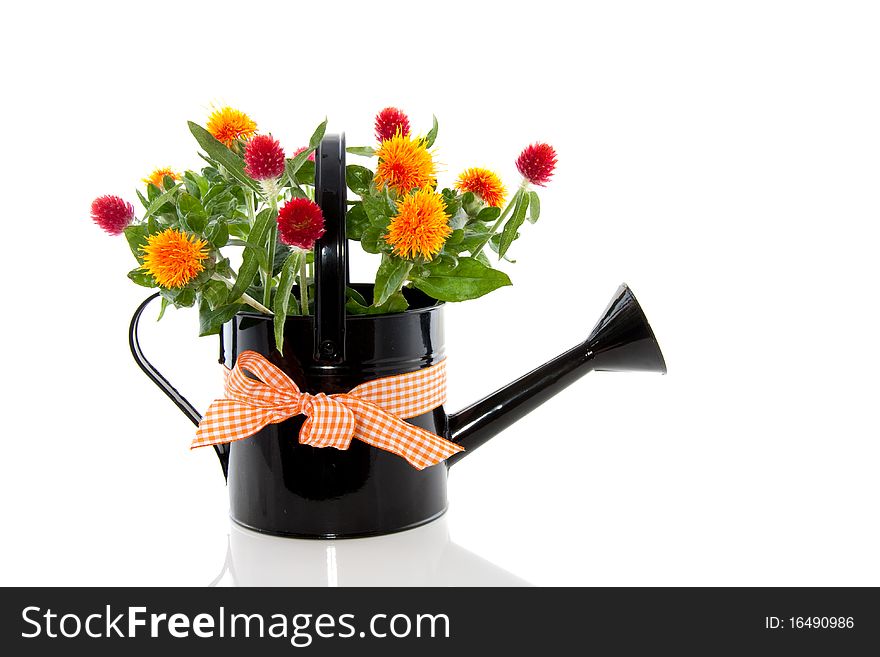 Orange red bouquet in a watering can with ribbon isolated white background