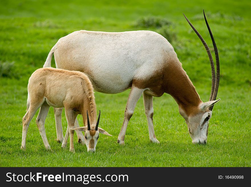 Scimitar-Horned Oryx grazing in field with copy space.