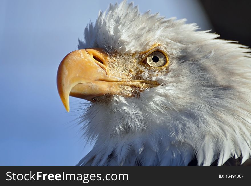 This is a close up of a bald eagle